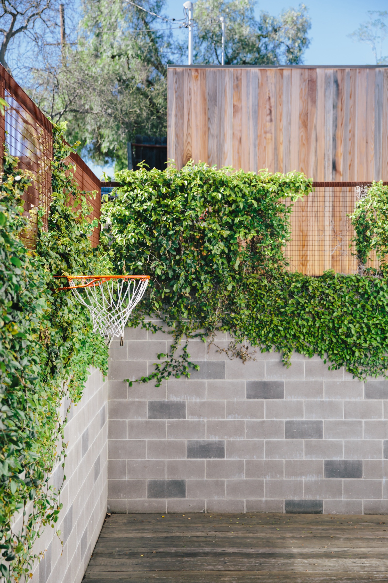 Basketball hoop on a block wall courtyard draped in jasmine