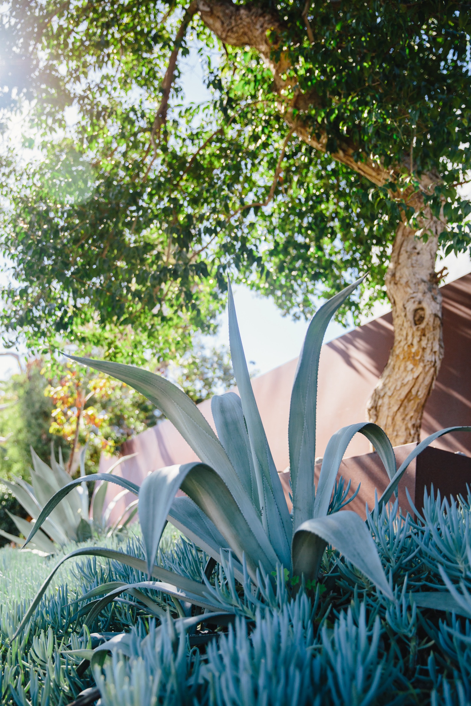 Agave and blue senecio against the corten wall