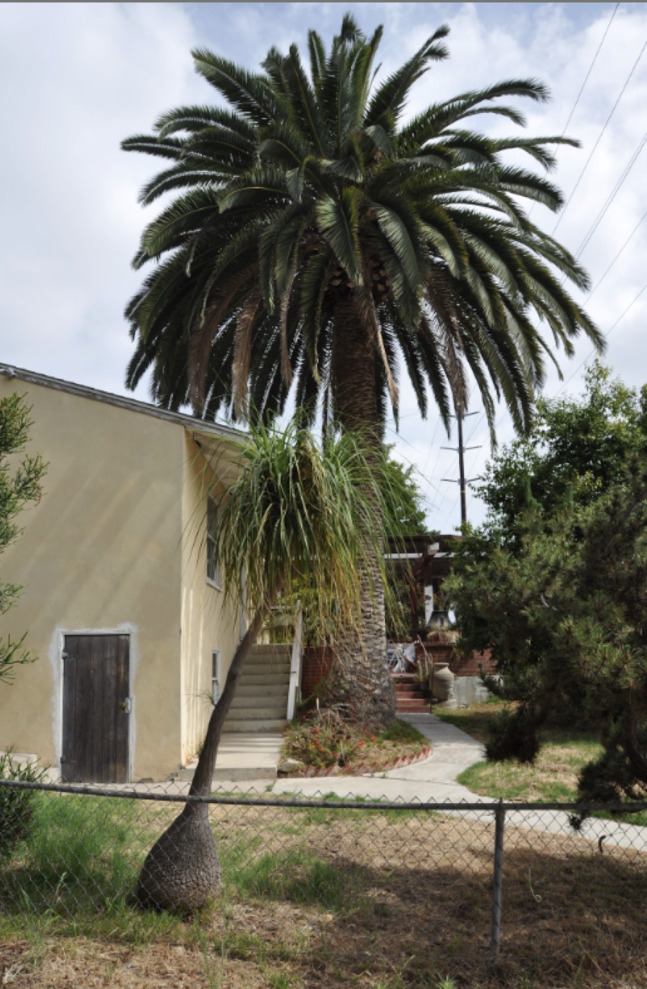 Side yard with ponytail palm and concrete stair before the remodel