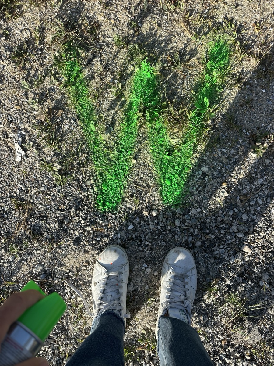 The plan marked out in green spray paint on the dirt
