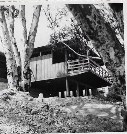 House through sycamore trees, March 1955